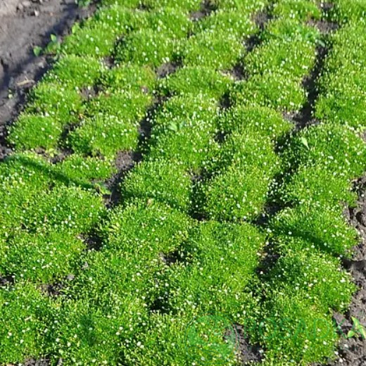 картинка Мшанка шиловидная - ирландский мох 