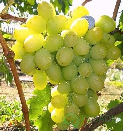 картинка Виноград Первозванный 