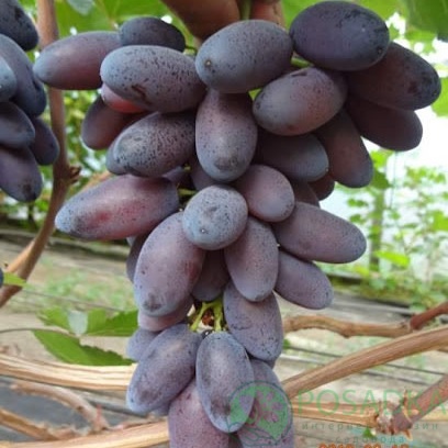 картинка Виноград Флагман 