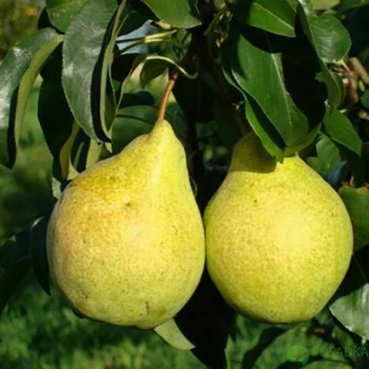 картинка Груша Артёмовская Зимняя 