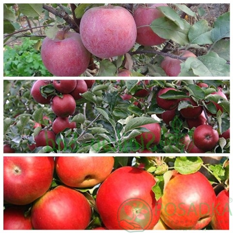 картинка Яблоня дерево сад (Чемпион, Ред Джонапринц, Фуджи Кику 8) 