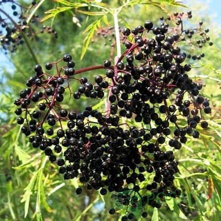 картинка Бузина чёрная Laciniata 