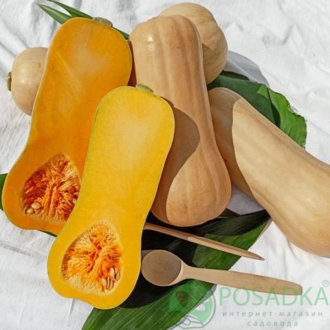 картинка Семена Тыква Новинка 3 г, Seedera 