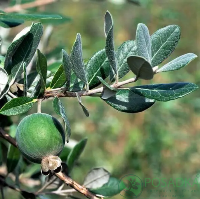 картинка Фейхоа Первенец 