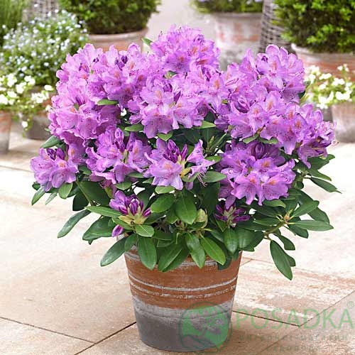 картинка Рододендрон гибридный Libretto  картинка Рододендрон гибридный Libretto