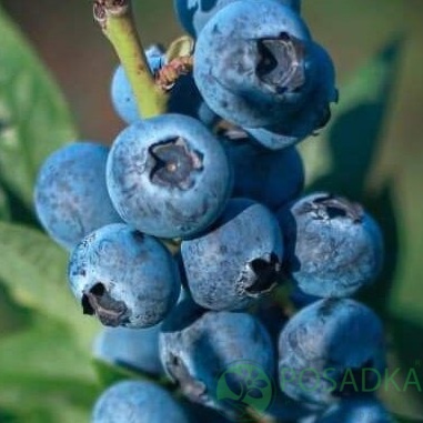 картинка Голубика 3 летняя Мидер (контейнер С2)  картинка Голубика 3 летняя Мидер (контейнер С2)