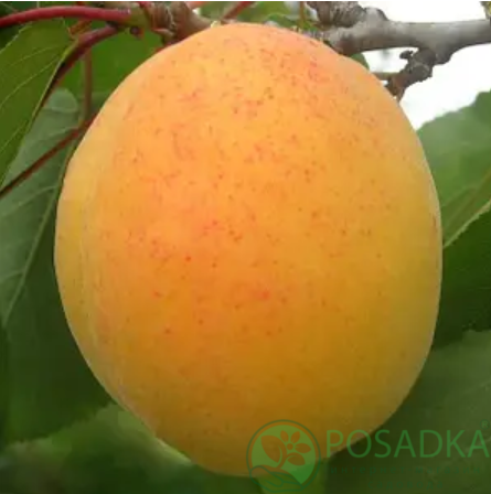 картинка Абрикос Бела Диамола 