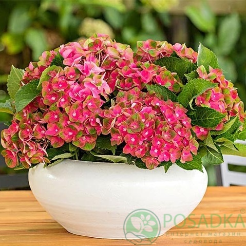 картинка Гортензия крупнолистная Rembrandt Rosso Glory 