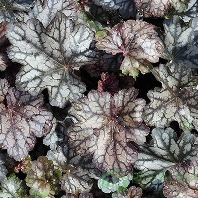 картинка Гейхера Колор Дрим 