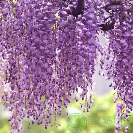 картинка Глициния обильноцветущая Royal Purple  картинка Глициния обильноцветущая Royal Purple