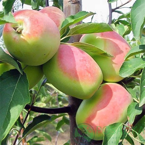картинка Крупномер яблони Синап Кандиль 