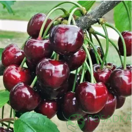 картинка Черешня Роял Тиого 