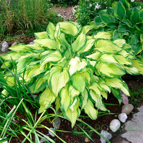 картинка Хоста Fortunei Albopicta 