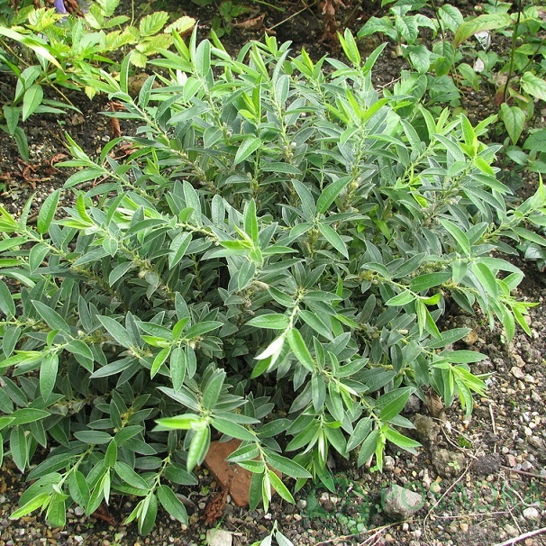 картинка Ива дальневосточная (Salix subopposita) 