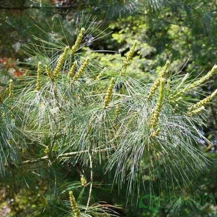картинка Сосна Кедрова Арманда (Pinus Armandii) 