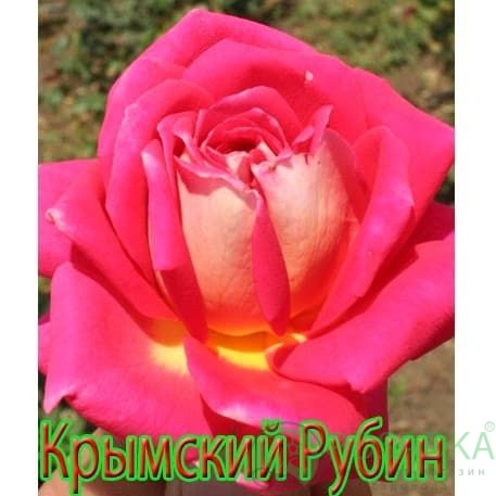 картинка Роза чайно-гибридная Крымский рубин 