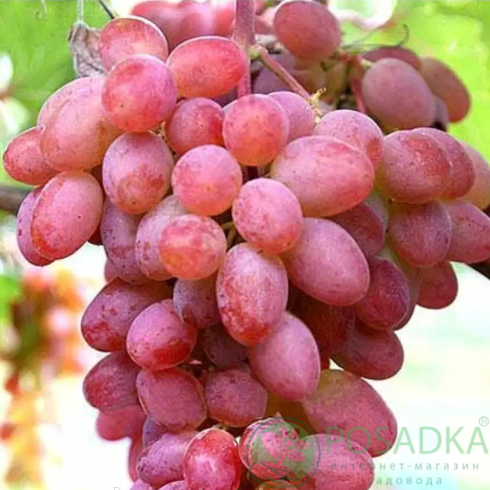 картинка Виноград кишмиш Красный палец 