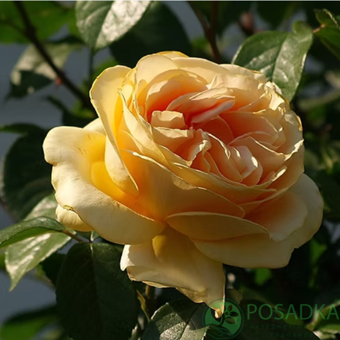 картинка Роза чайно-гибридная Микеланджело 