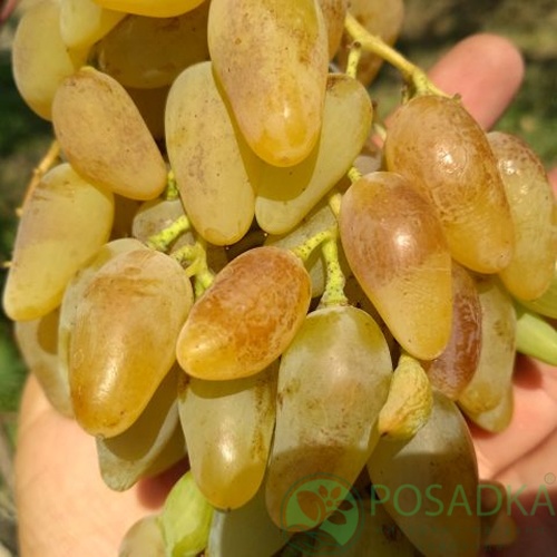 картинка Виноград Леди Патриция 