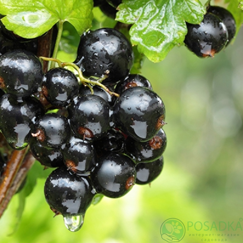 картинка Смородина черная Сокровище 
