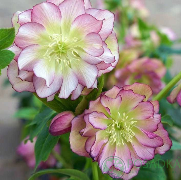 картинка Морозник Double Pink  картинка Морозник Double Pink