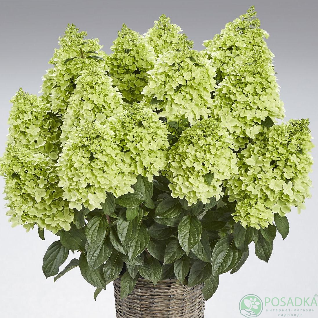 картинка Гортензия метельчатая Panenka 
