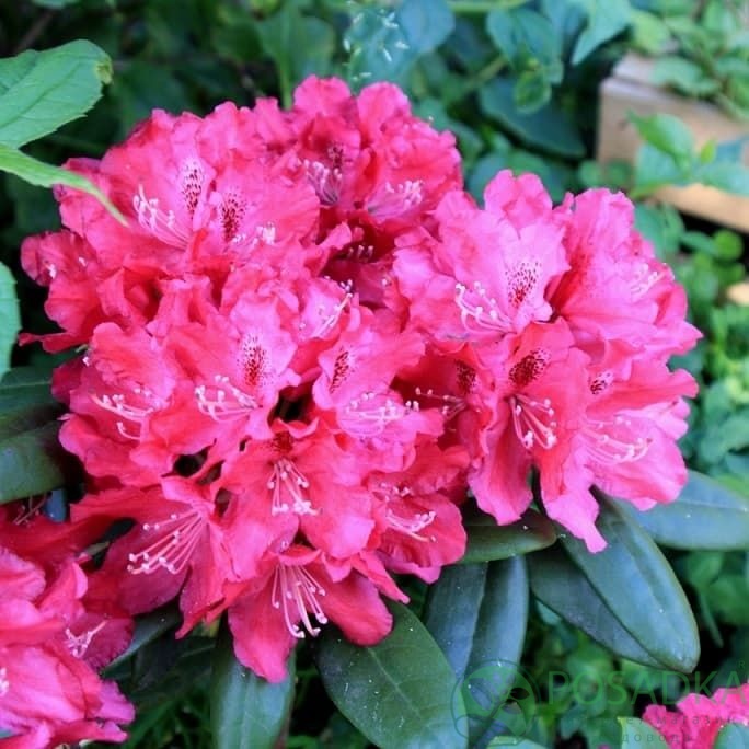 картинка Рододендрон королевский Royal Scarlet 