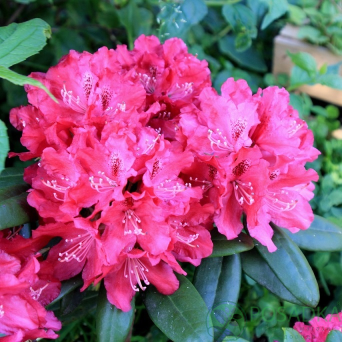 картинка Рододендрон королевский Royal Scarlet 