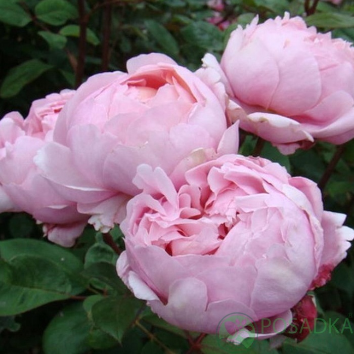 картинка Роза английская Бразе Кадфаэль  картинка Роза английская Бразе Кадфаэль