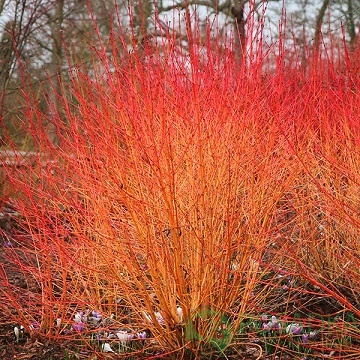 картинка Дёрен кроваво-красный Мидвинтер Фаер 5л 