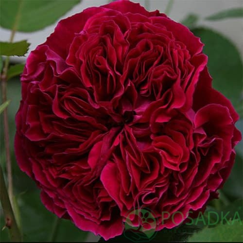 картинка Роза английская Дарк Леди 