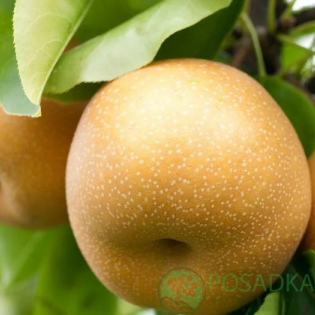 картинка Груша азиатская Шинсейки 