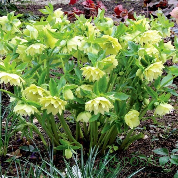 картинка Морозник Double Yellow 