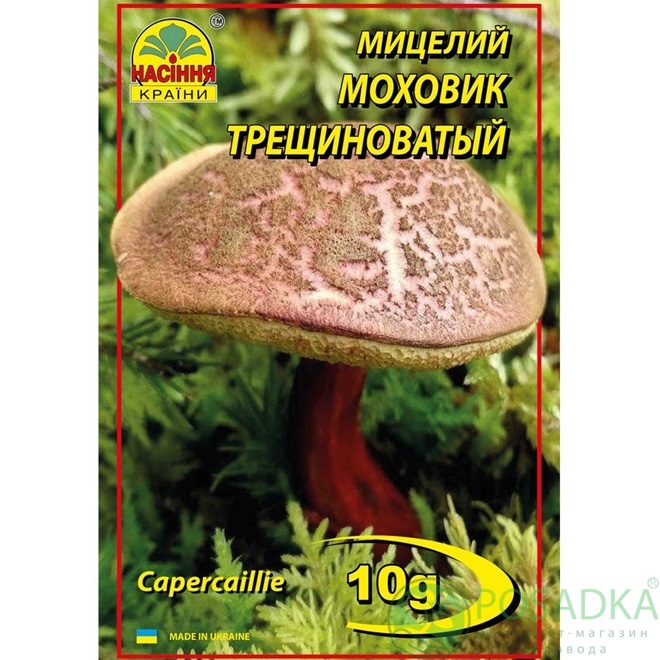 картинка Мицелий зерновой гриб Моховик трещиноватый 10 г 