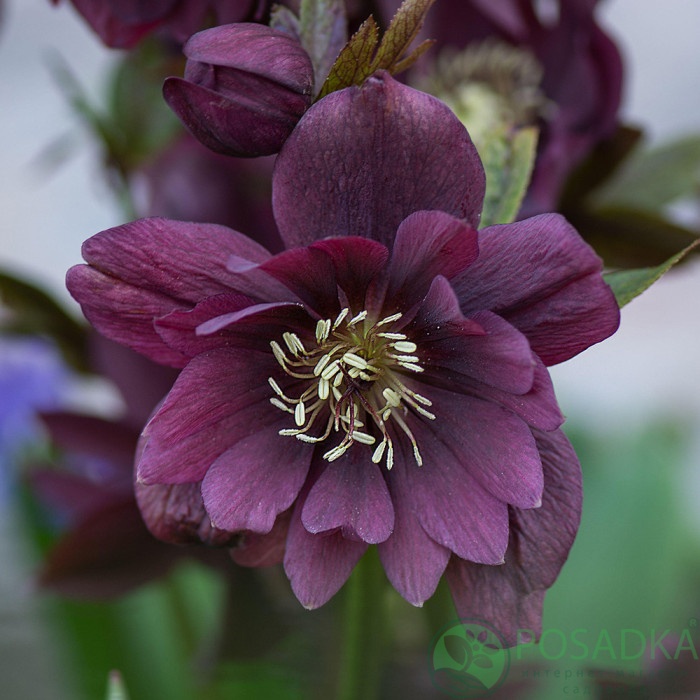 картинка Морозник Double Purple 