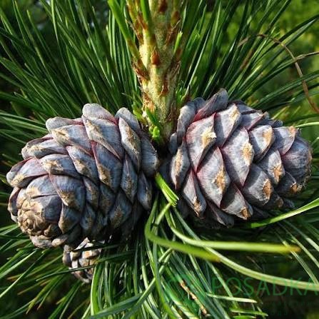 картинка Сосна Кедровая (Pinus cembra) 