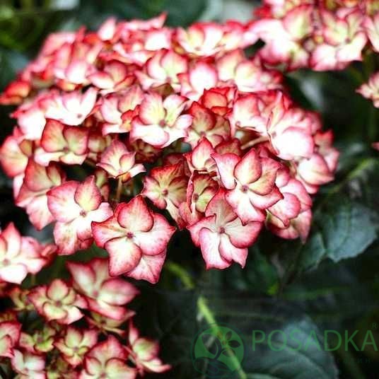картинка Гортензия крупнолистная Beauty of Boskoop (Бьюти оф Боскоп) 