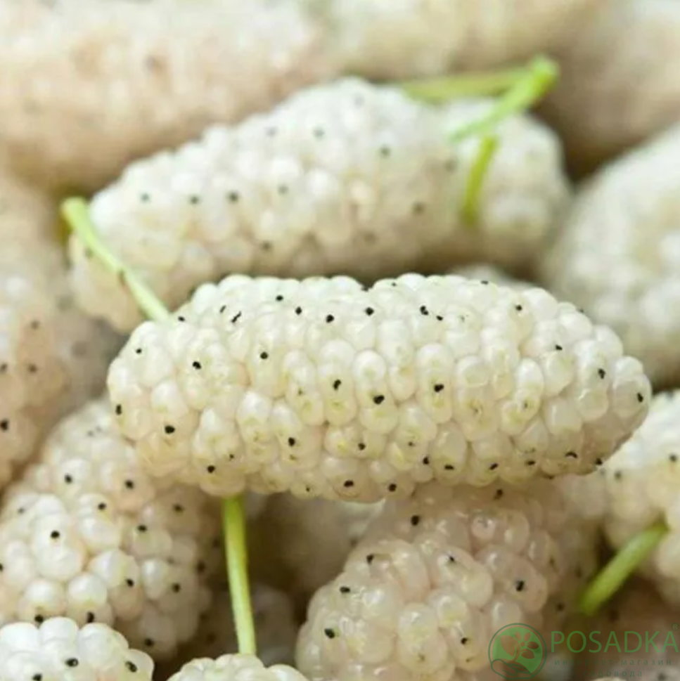 картинка Шелковица белая Леди 