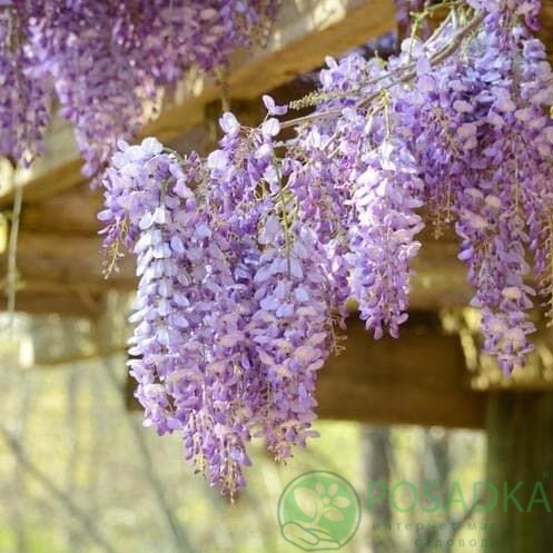 картинка Глициния обильноцветущая Royal Purple  картинка Глициния обильноцветущая Royal Purple