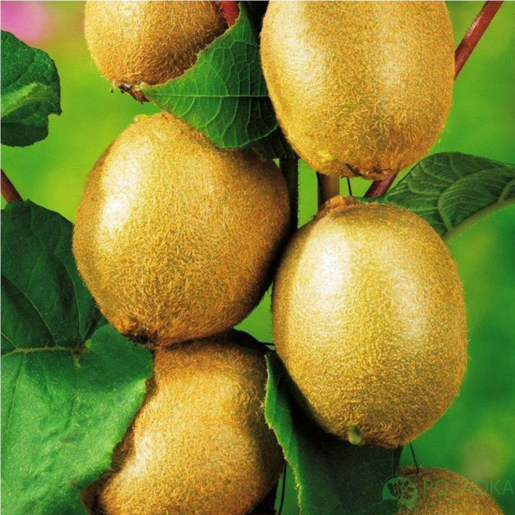 картинка Киви Соло 2 года (самоплодный, урожайный) С2 