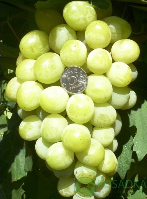 картинка Виноград Джина 
