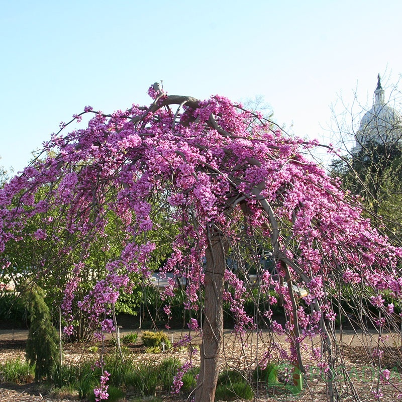 картинка Церцис канадский Covey 