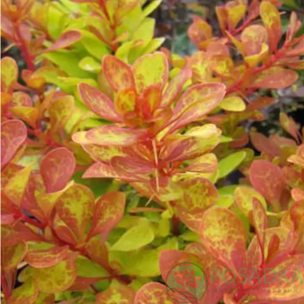 картинка Барбарис Тумберга Диаболикум (Diabolicum) 