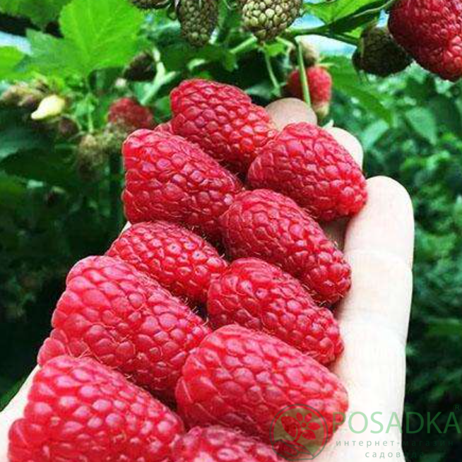 картинка Малина Нижегородец 