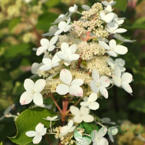 картинка Гортензия метельчатая White Lady (Уайт Леди) 