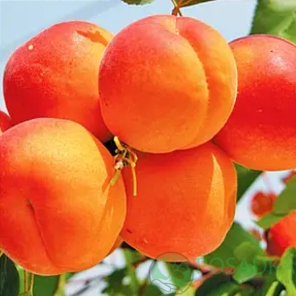 картинка Абрикос Сын Табарзы 