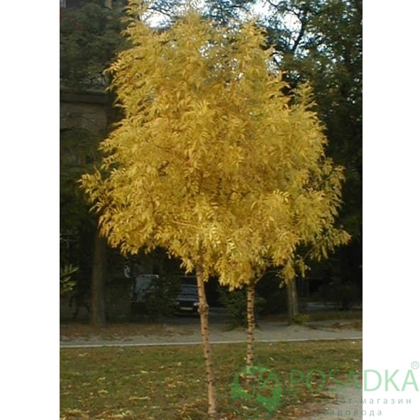 картинка Ясень шаровидный  картинка Ясень шаровидный