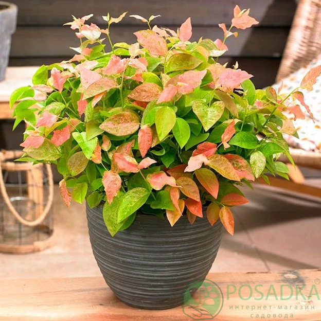 картинка Голубика Высокорослая Фламинго 