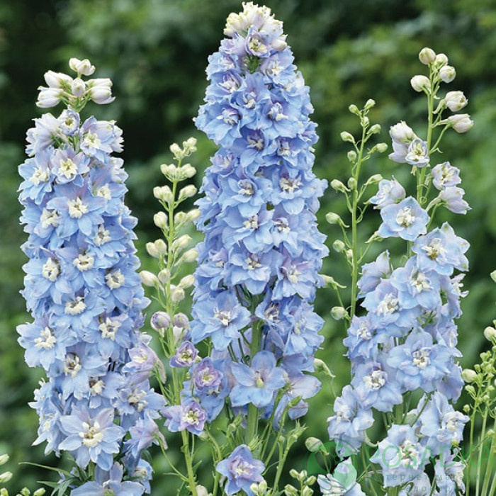 картинка Дельфиниум Magic Fountains Sky Blue White Bee 