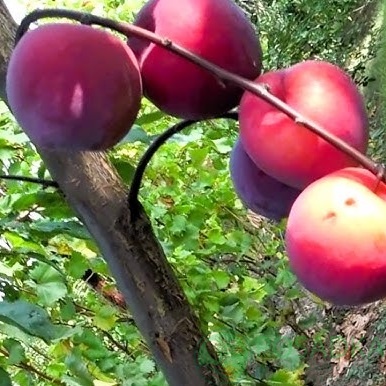 картинка Слива Аутумн Гло 